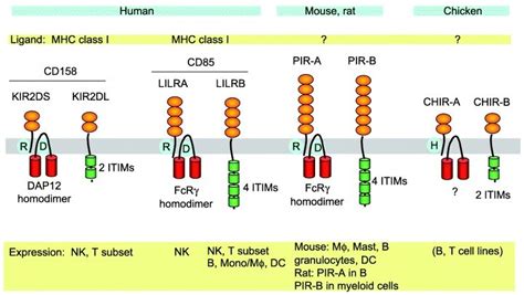 The Paired Ig-Like Receptor Complex (PAN-I Complex): A Comprehensive Guide