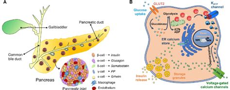 The Pancreatic Islet Complex: A Comprehensive Guide