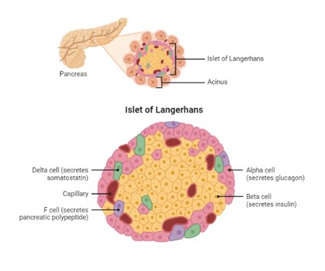 The Pancreatic Islet Complex: An Endocrine Powerhouse