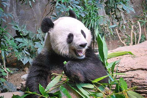 The Panda Friend: A Symbol of Hope, Resilience, and Conservation