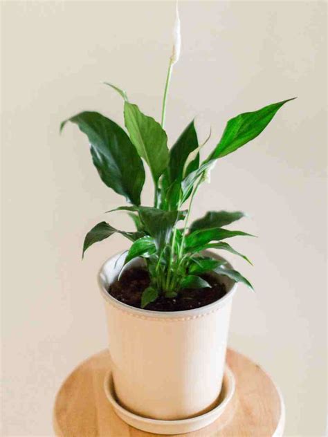 The Peace Lily: A Symbol of Serenity and Purification