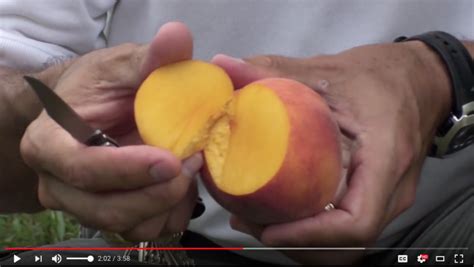 The Peach Prince: A Comprehensive Guide to a Unique and Flavorful Peach Variety