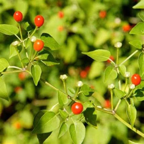 The Peculiar Pequin Pepper: A Culinary and Medicinal Marvel