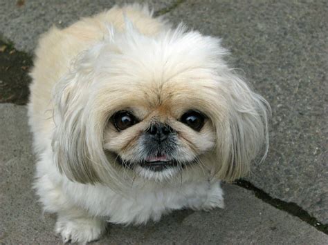 The Pekingese and Shih Tzu Mix: A Comprehensive Guide to the Peke-Tzu