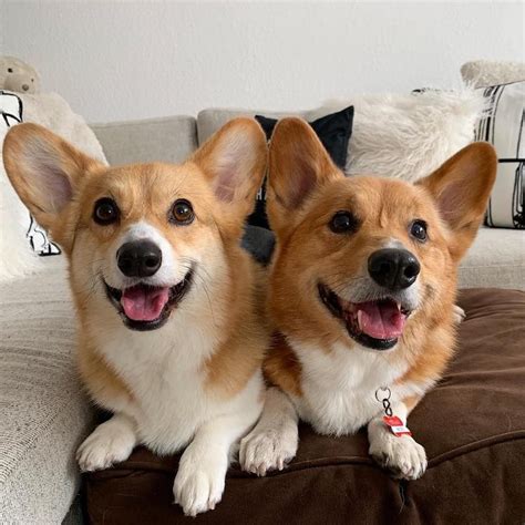 The Pembroke Welsh Corgi : An Owner's Guide to a Happy Heal Doc