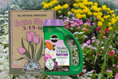 The Perfect Fertilizer for Blooming Flowers