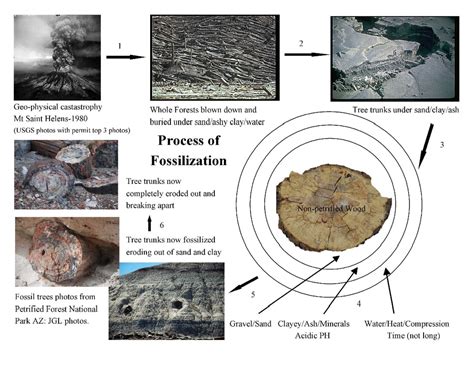 The Petrification Process