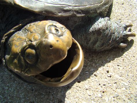 The Petrified Turtle: A Marvel of Nature and Science