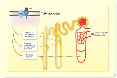 The Physiological Toll