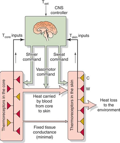 The Physiology of Body Temperature Regulation