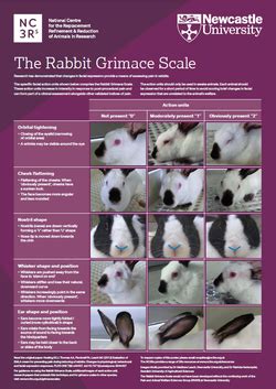 The Physiology of Grimacing