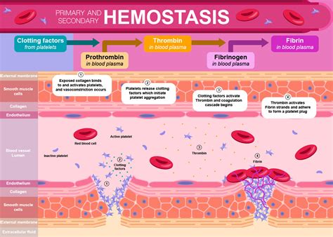 The Physiology of Hemostasis Reader