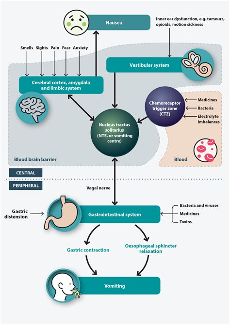 The Physiology of Idleness