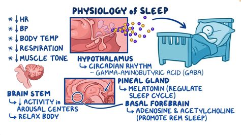 The Physiology of Sleepers: Orchestrators of Slumber