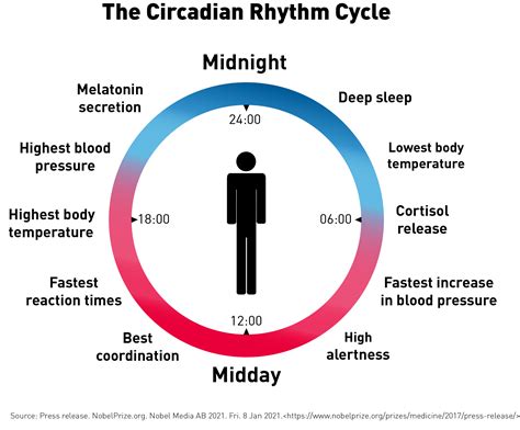 The Physiology of the Circadian Rhythm