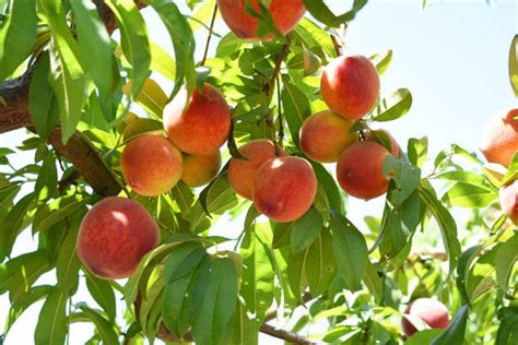 The Piper Mae Peach: A Comprehensive Guide to Its Origins, Cultivation, and Consumption