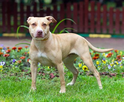 The Pit Bull Terrier Americano: A Comprehensive Guide to a Powerful Breed