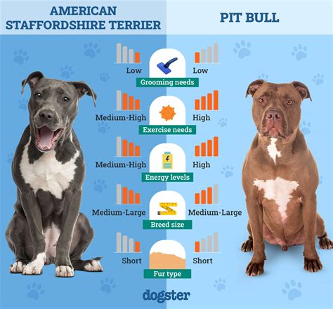 The Pit Bull vs. Staffordshire Bull Terrier: Unveiling the Similarities and Differences