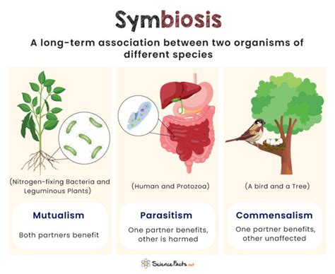 The Plant-Machine Interface: A Symbiotic Relationship