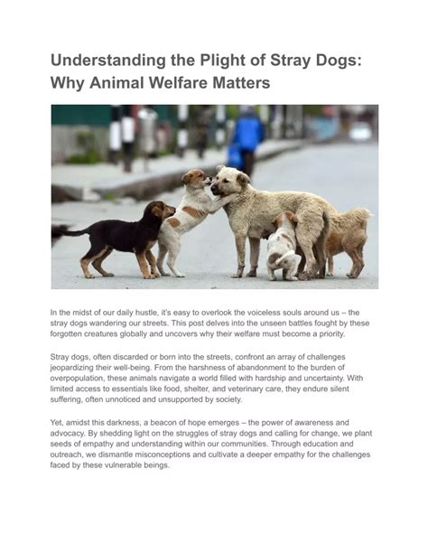 The Plight of Animal Welfare