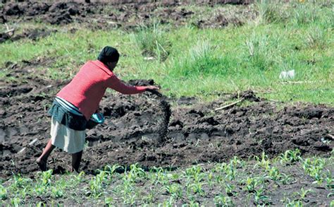 The Plight of Farmers: Unreliable Fertilizers, Depleted Soils