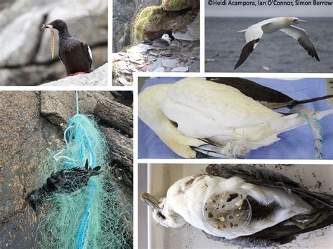 The Plight of Seabirds