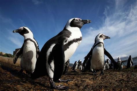 The Plight of the Penguin Brothers: A Comprehensive Guide to Conservation and Challenges