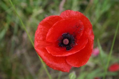 The Poppy: A Symbol of Remembrance