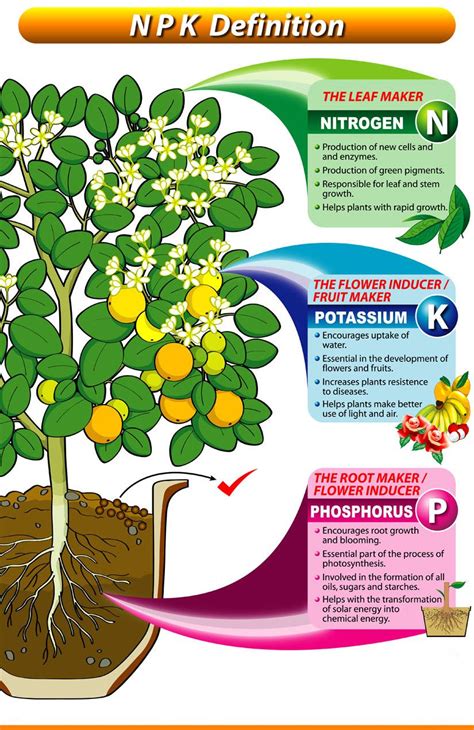 The Power of NPK: The Cornerstone of Plant Growth