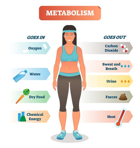 The Power of Your Metabolism Reader