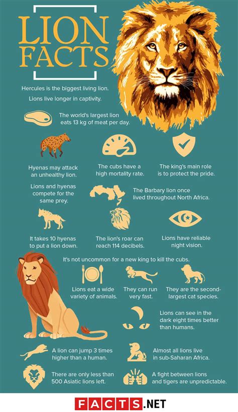 The Power of the Lion: Statistics and Studies