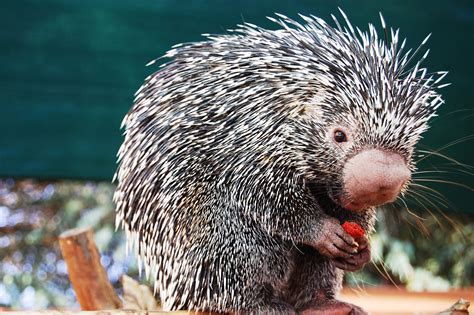 The Prehensile-Tailed Porcupine: A Versatile Arboreal Mammal