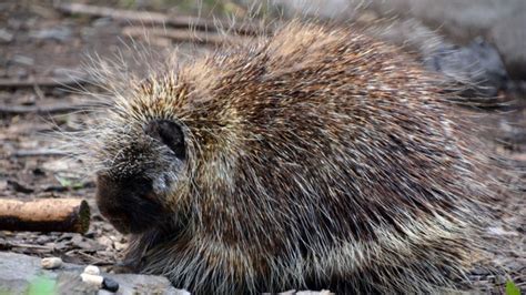 The Prehensile-Tailed Porcupine: An Extraordinary Rodent