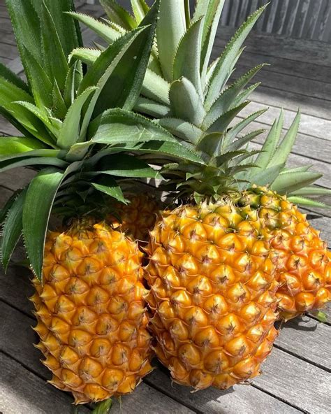 The Princess Pineapple: An Exotic Delight with Surprising Benefits