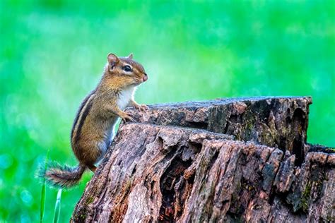 The Problem: Persistent Chipmunks