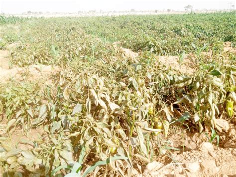 The Problem: Pests Ravage Crops