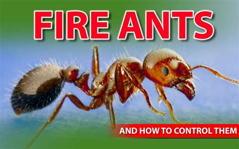 The Problem with Fire Ants