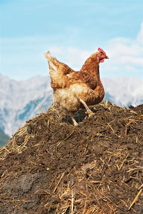 The Problem with Traditional Chicken Manure