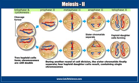 The Process of Meiosis