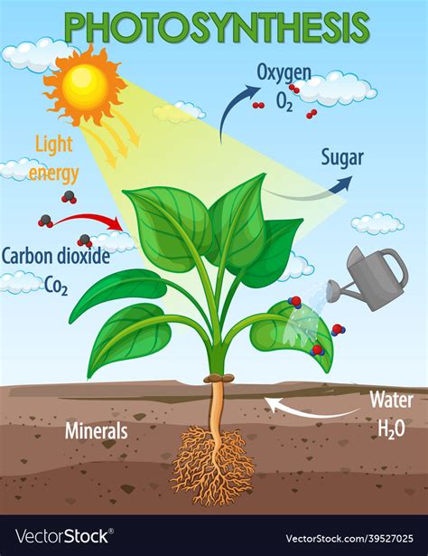 The Process of Photosynthesis