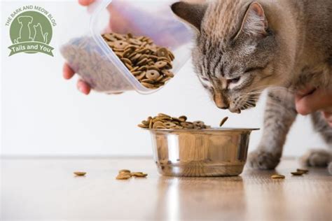 The Profound Impact of Cat Food Bowls: Why It Matters