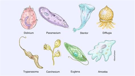 The Protozoa PDF