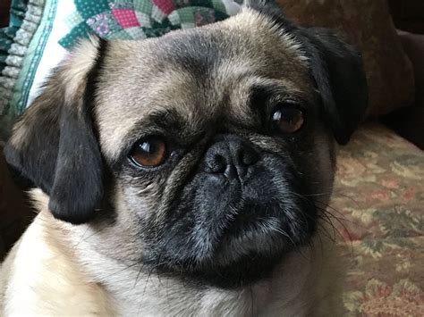 The Pug-a-Peke: A Guide to the Pug and Pekingese Mix