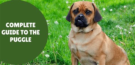 The Puggle: A Complete Guide to This Irresistible Hybrid