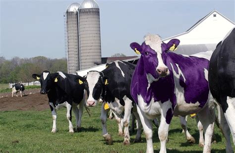 The Purple Cow