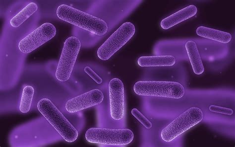 The Purple Phototrophic Bacteria PDF