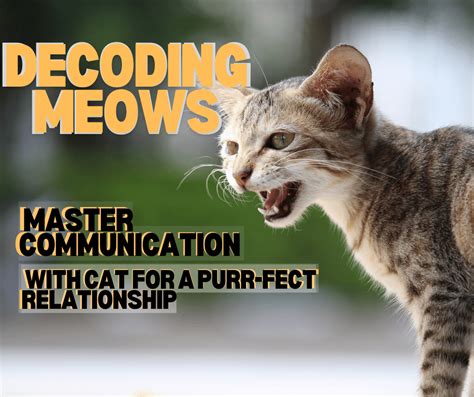 The Purr-fect Communication