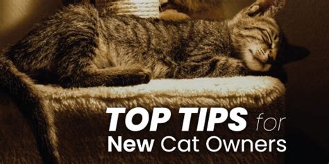 The Purrfect Guide to Feline Companionship