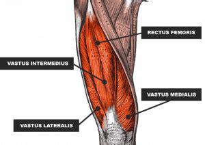 The Quadriceps: The Powerhouse of Your Lower Body