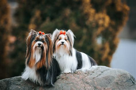 The Quintessential Biewer Terrier: A Comprehensive Guide to the Enchanting Canine Companion